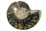 One Side Polished, Pyritized Fossil Ammonite - Russia #174989-1